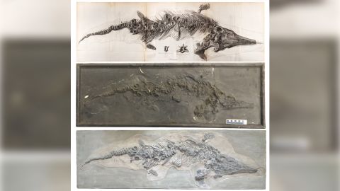 Two casts of an ancient marine reptile's fossil were matched with an 1819 drawing (top) of it.