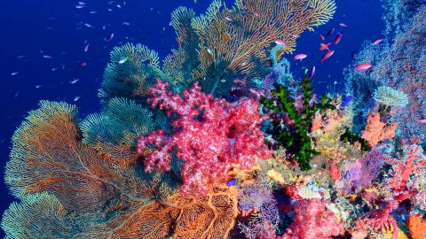 Tubbataha Reefs Natural Park in the Philippines is a Hope Spot and home to hundreds of coral species.