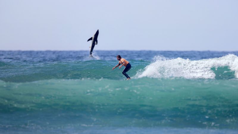 san onofre surf club