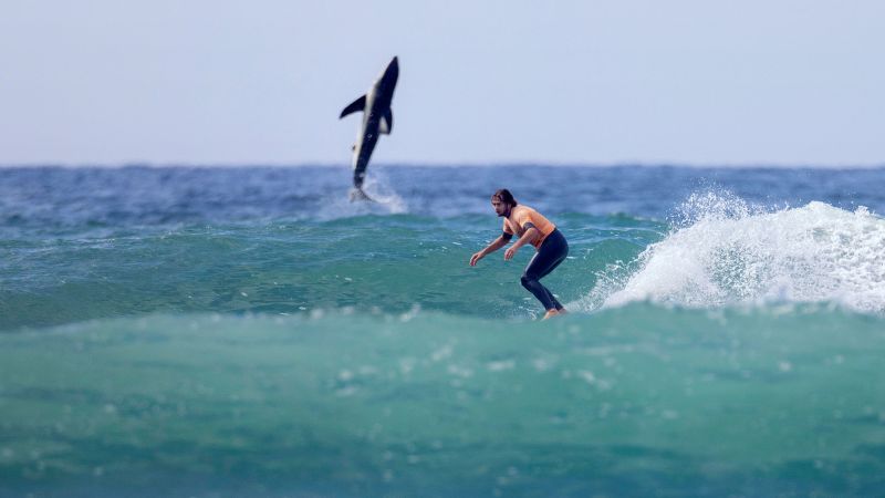 A great white shark photobombed a photographer’s snap of a surfer | CNN