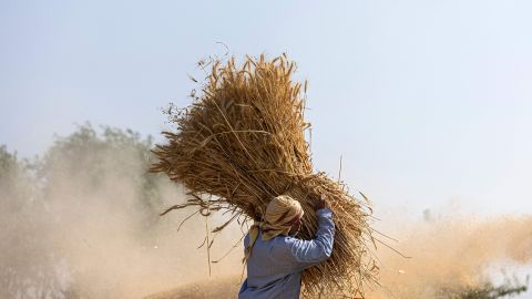 An Egyptian farmer takes part in wheat harvest in Bamha village near al-Ayyat town in Giza province.