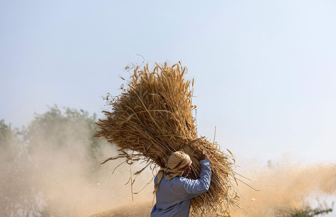 An Egyptian farmer takes part in wheat harvest in Bamha village near al-Ayyat town in Giza province.