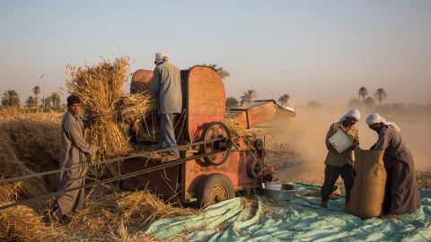 Workers feed harvested wheat into a thresher on a farm in Rahma Village in Fayoum.
