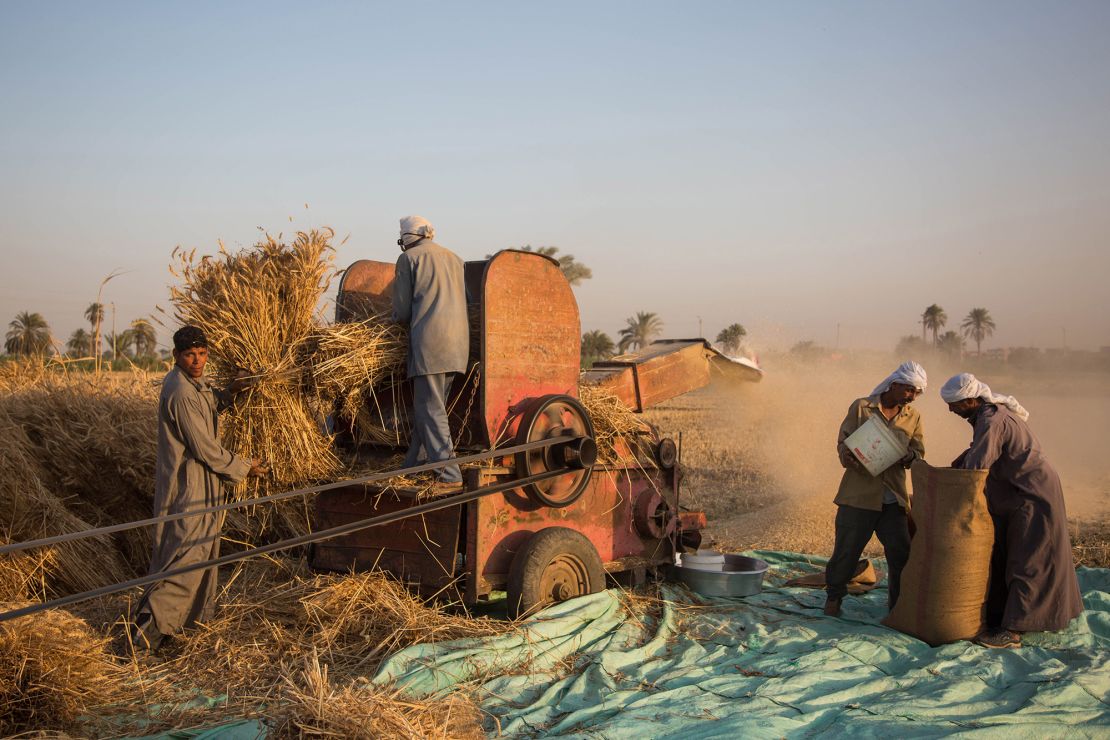 Workers feed harvested wheat into a thresher on a farm in Rahma Village in Fayoum.
