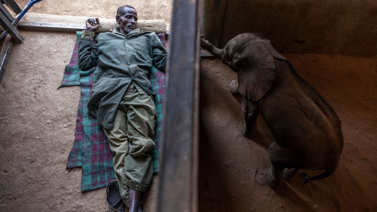 An elephant keeper  rests next to a month-old calf at Reteti Elephant Sanctuary in Samburu, Kenya on October 12, 2022.