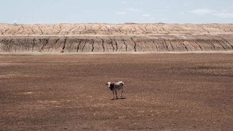 On September 1, 2022, an emaciated cow lies at the bottom of a dry water pan in Iresteno, a town on the border with Ethiopia.