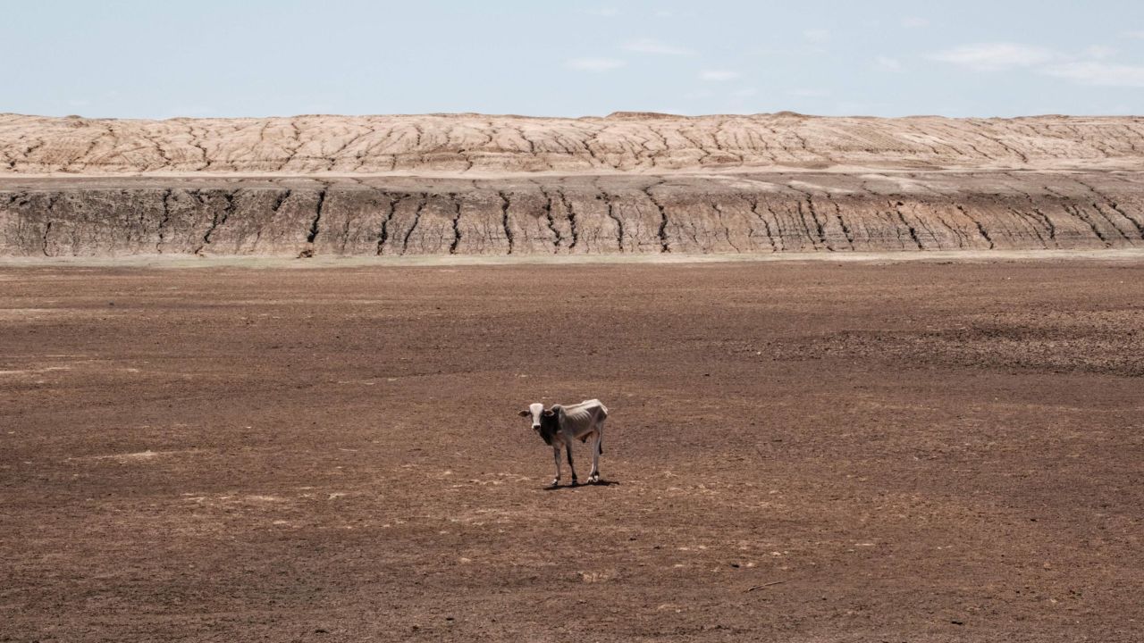 An emaciated cow stands at the bottom of a dried-up water pan in Iresteno, a town on the border with Ethiopia, on September 1, 2022.