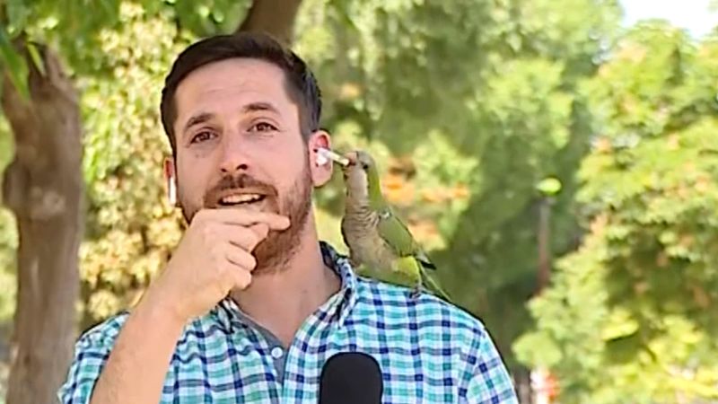 See criminal parrot interrupt a TV report about rising robberies | CNN