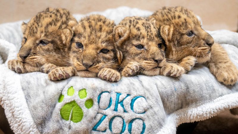 The Oklahoma City Zoo is asking for help naming 4 adorable lion cubs