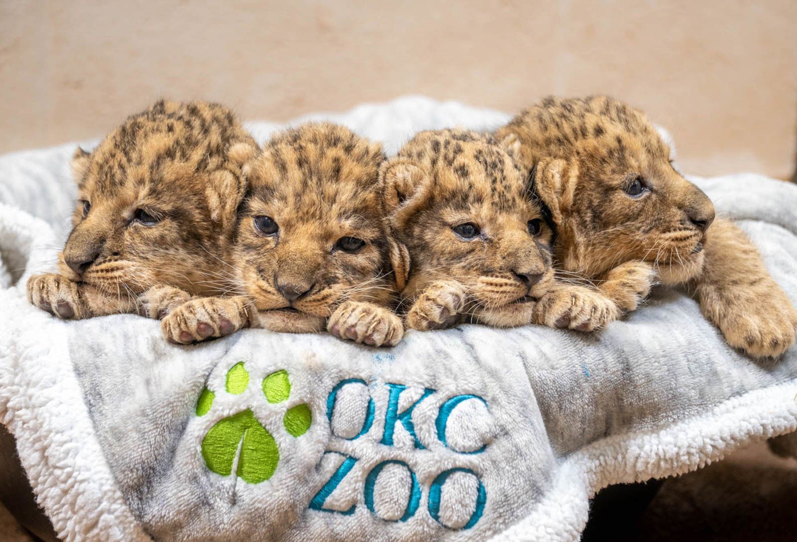 baby lions in the wild