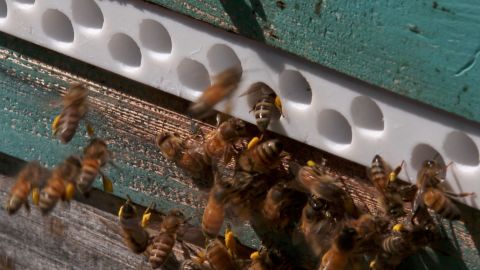 HiveGuard is a beehive entrance designed to kill Varroa mites.
