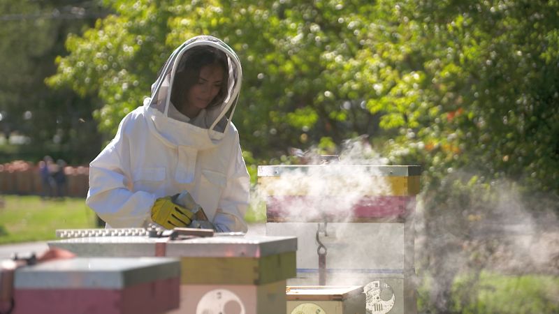 From science experiment to saving the bees | CNN