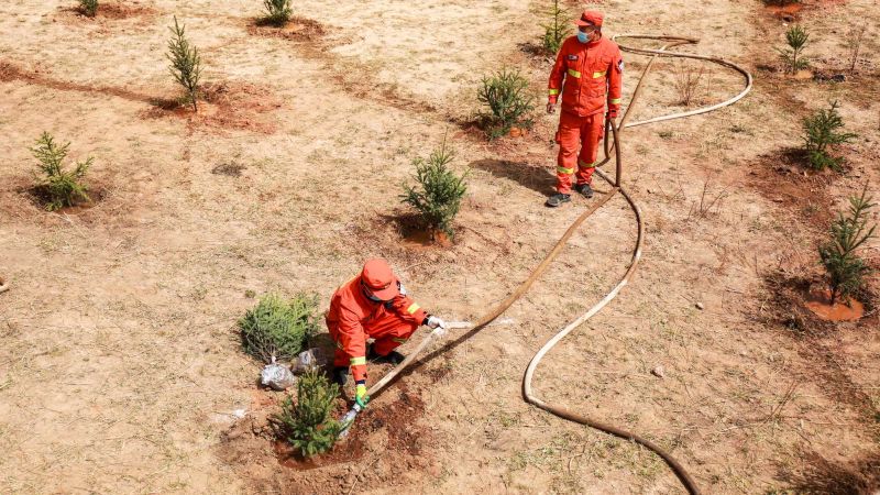 Opinion: To help fight the climate crisis, we should plant more trees