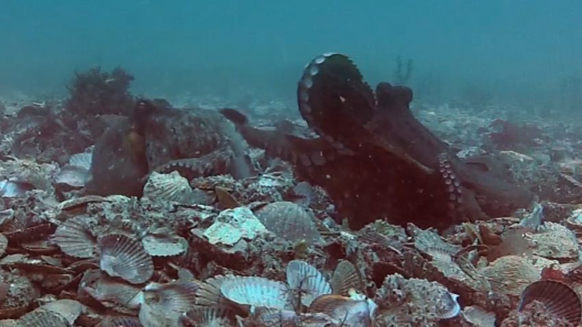 Octopuses Throwing Debris orig