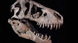 01 maximus t rex skull auction
