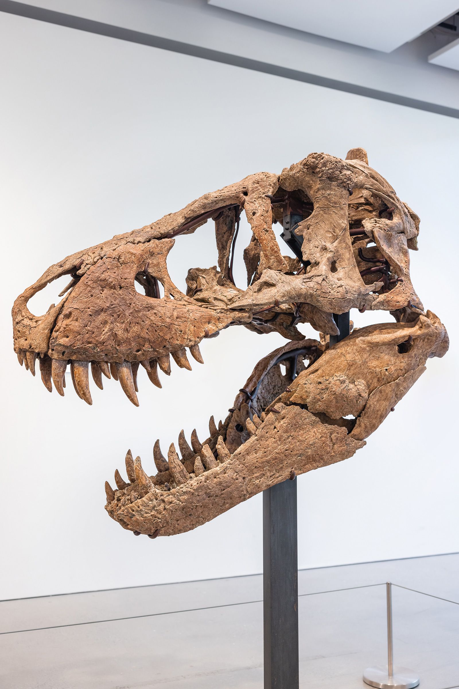 t rex skeleton head