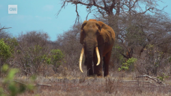 Joseph Kyalo Super Tusker Kenya Tsavo East National park conservationist spc_00031304.png