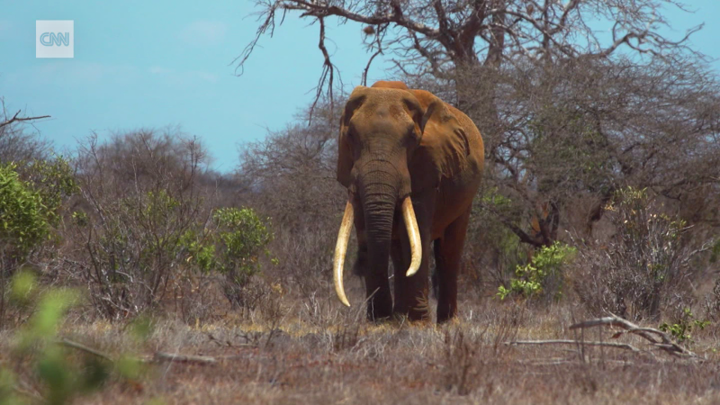 Protecting Kenya’s ‘Super Tusker’ elephants  | CNN