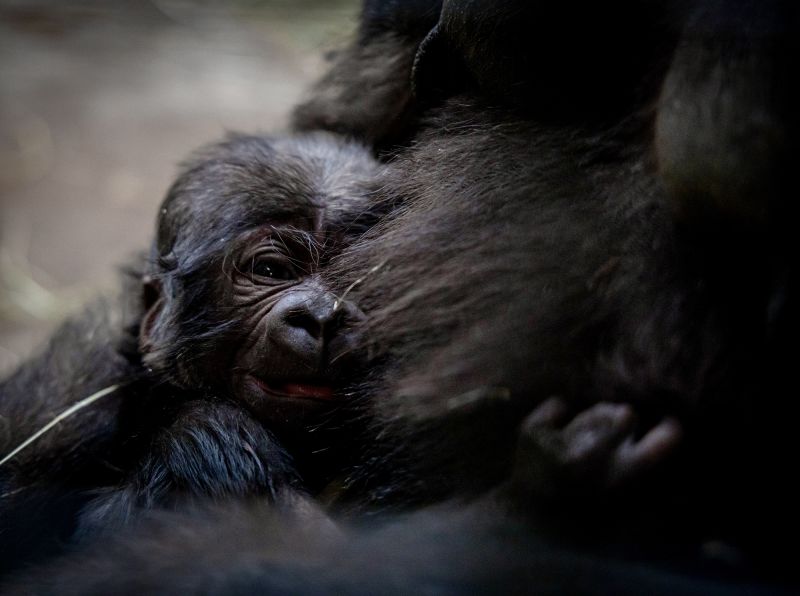 Gorilla Surprise: Baby Discovered at Columbus Zoo Turns Out to Have a