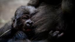 The Fort Worth Zoo has announced the birth of a western lowland gorilla.