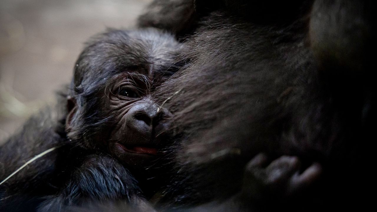 The newborn gorilla likely weighs between 4 and 5 pounds but might reach as much as 500 pounds in adulthood.