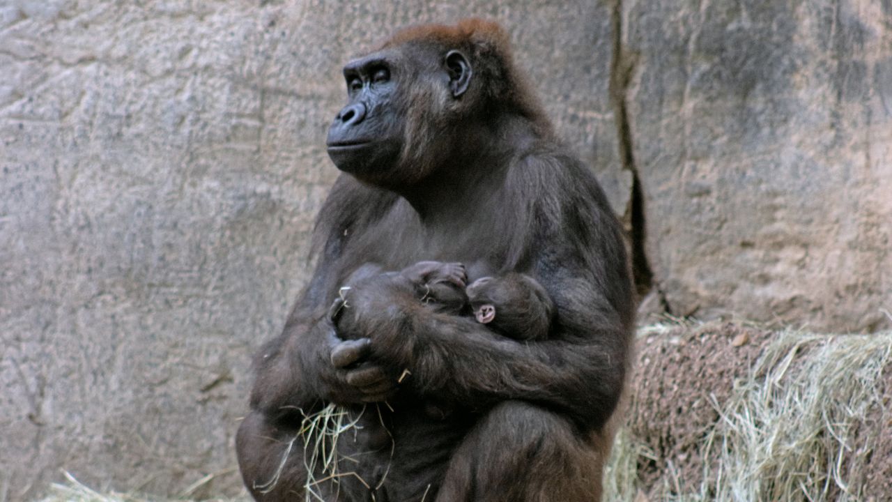 The unnamed baby was born early on Nov. 6 to parents Gracie and Elmo.