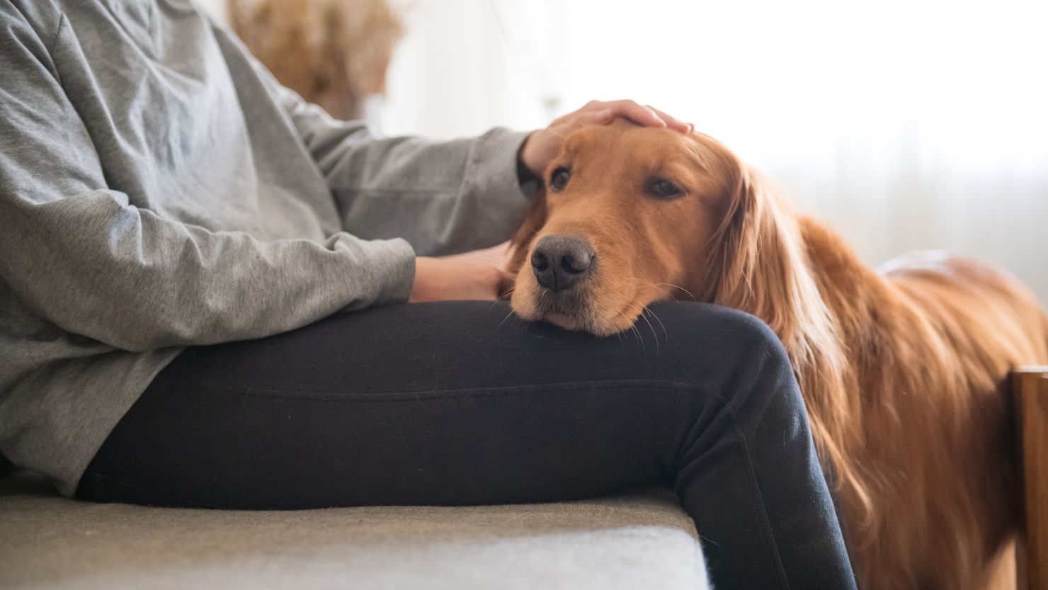 When you have a strong bond with your dog, it can often intuit your feelings — and offer you support, experts said.