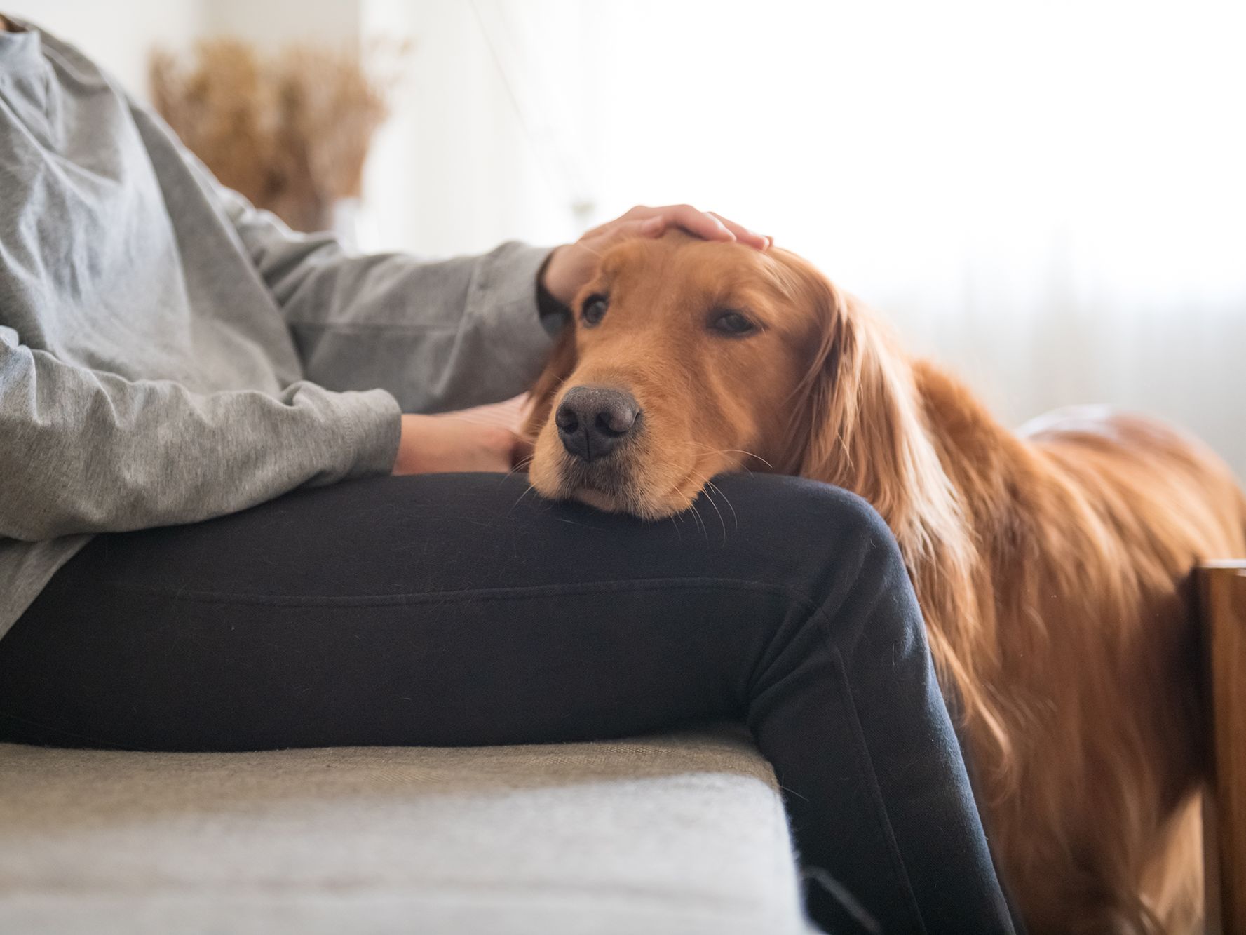 how to help a dog overcome grief