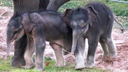 Rare twin elephants were born at the Rosamond Gifford Zoo in Syracuse, New York.
