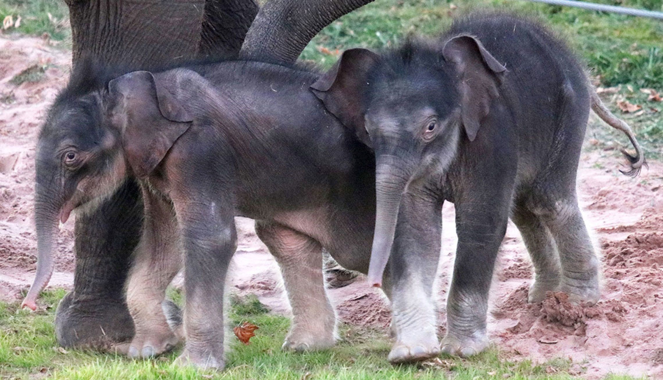 Double Delight: Miraculous Arrival of Elephant Twins at Rosamond ...