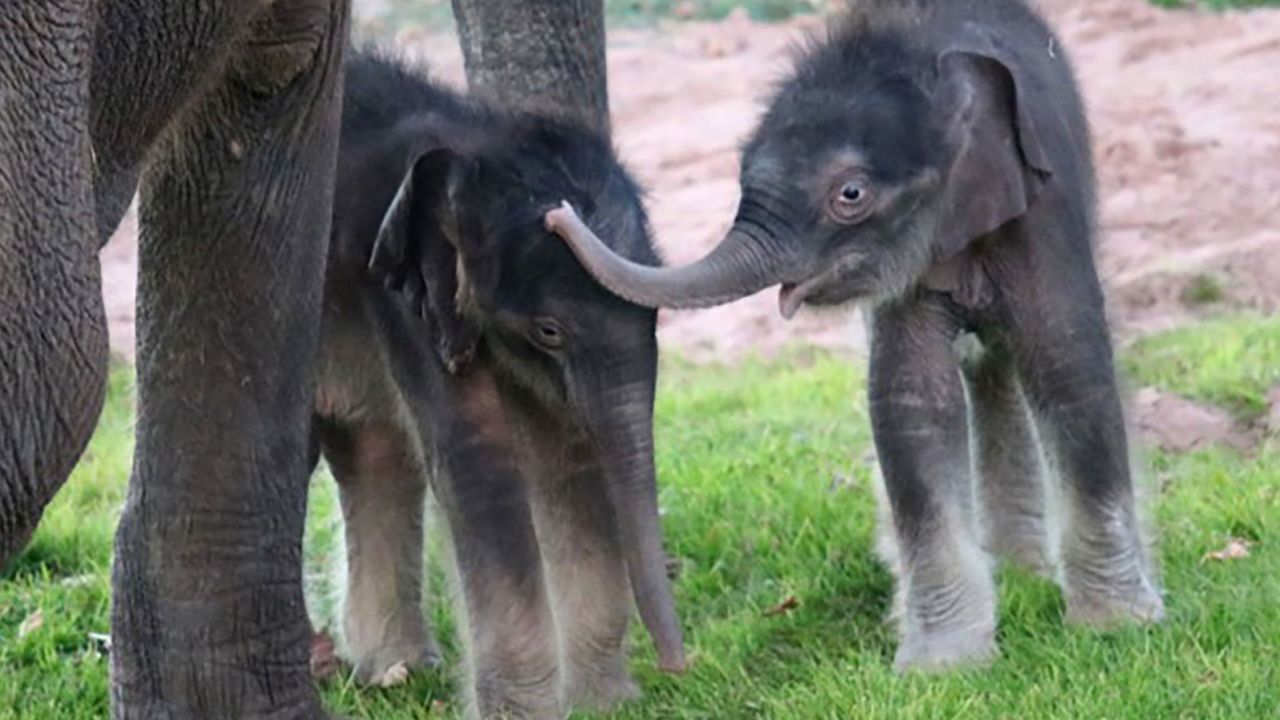 Zoo staff was shocked when mother Mali delivered a second calf 10 hours after delivering her first.