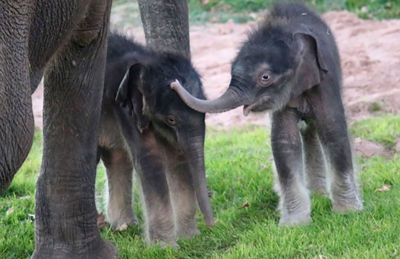 Zoo staff was shocked when mother Mali delivered a second calf 10 hours after delivering her first.