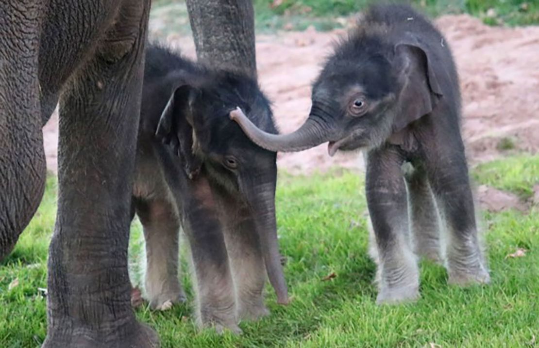 Miracle' elephant twins born at New York zoo | CNN