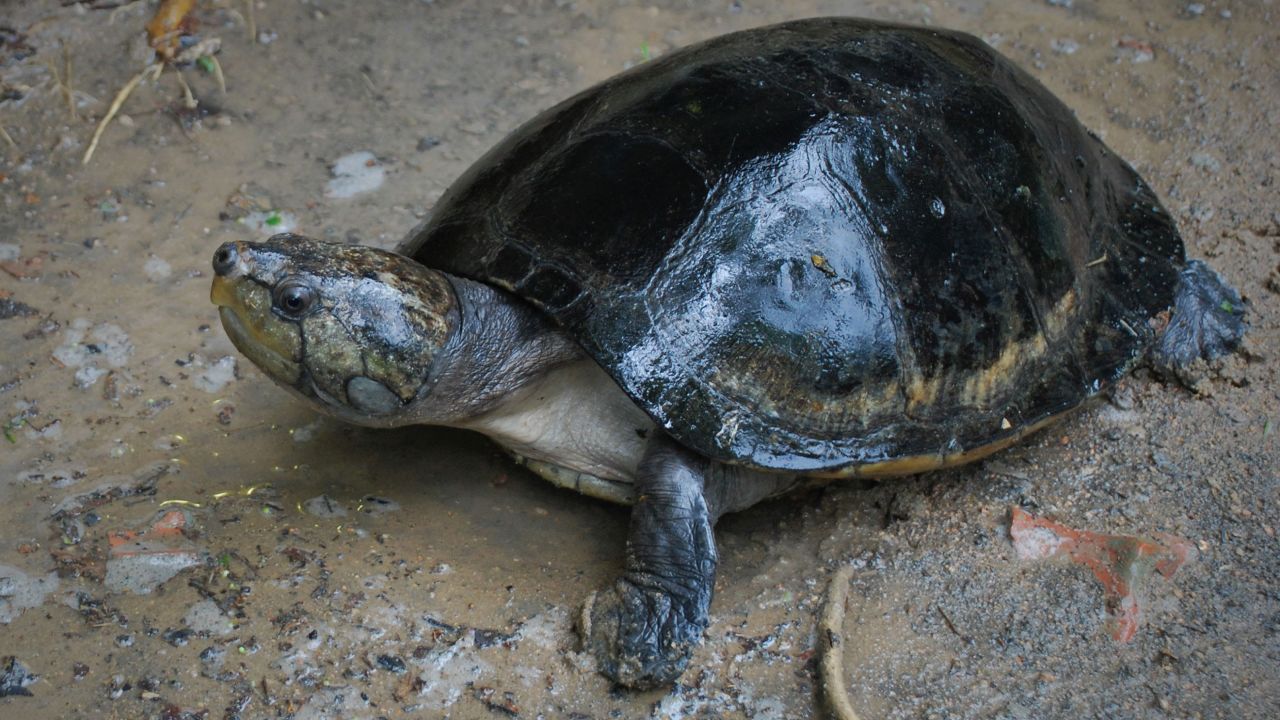 Species like the big-headed Amazon River turtle shown here have been found to make sounds, including in communications with offspring.