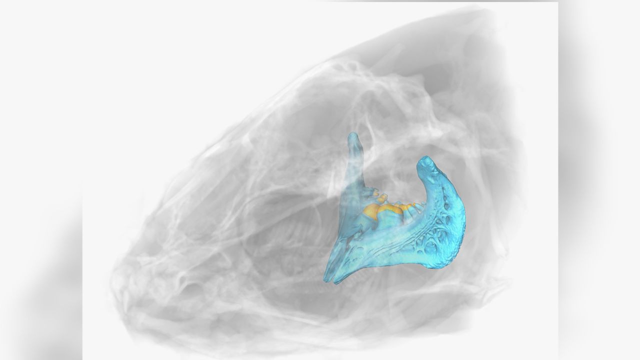 A 3D reconstruction of the skull from the fish species Luciobarbus longiceps shows the location of the teeth.