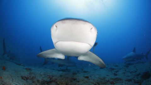 Los tiburones toro tienen una reputación temible, pero los ataques a humanos son raros.