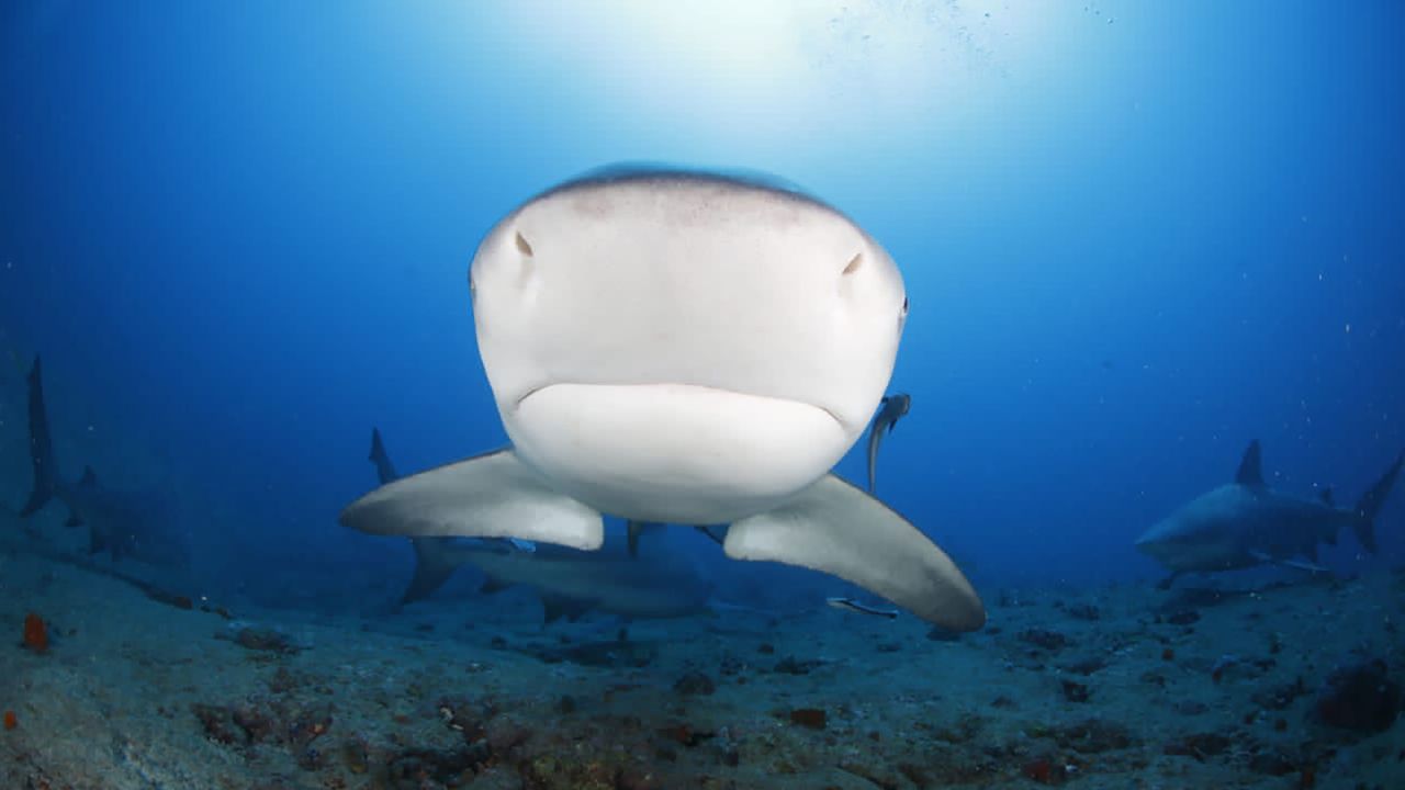 Bull sharks have a fearsome reputation, but attacks on humans are rare.