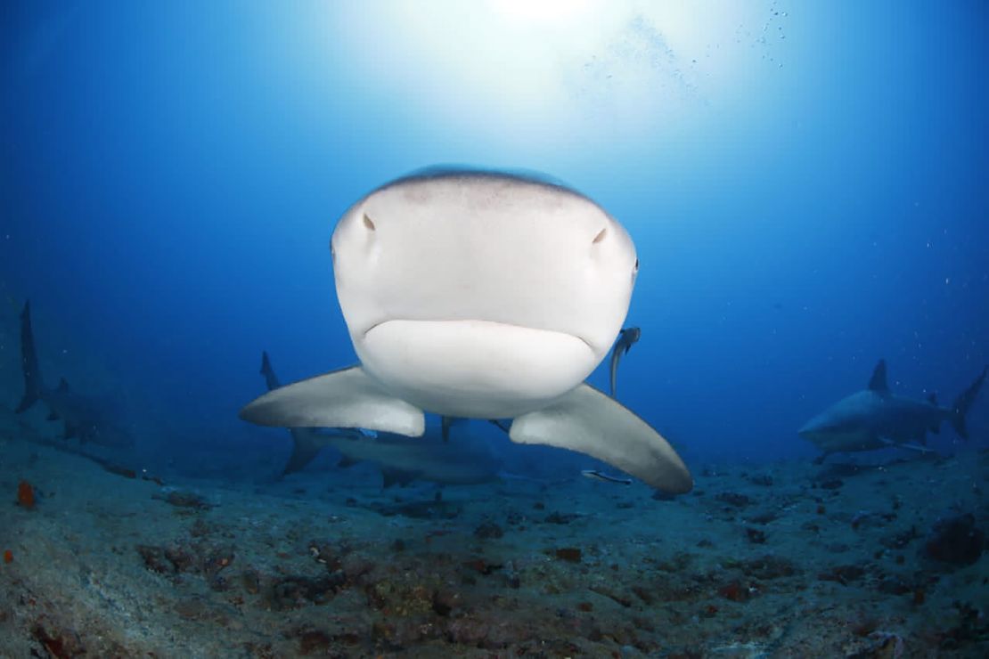 Bull sharks have a fearsome reputation, but attacks on humans are rare.