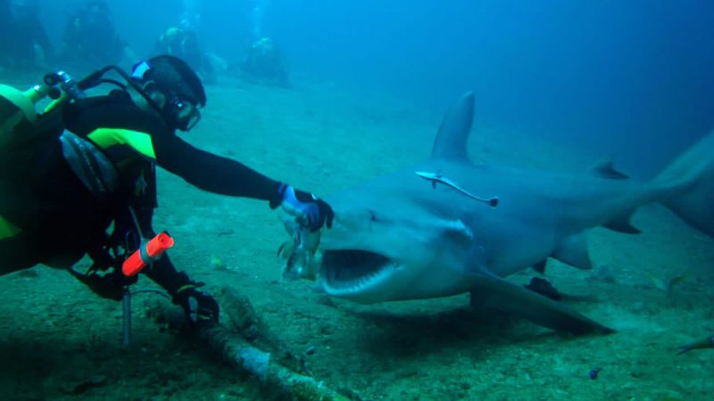 Swimming with bull sharks: Cuba’s underwater tourism bet | CNN