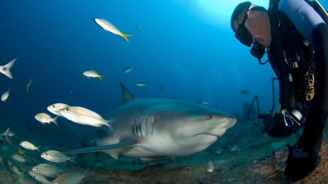 Cuba quiere proteger a sus tiburones y aprovecha un encuentro cercano.