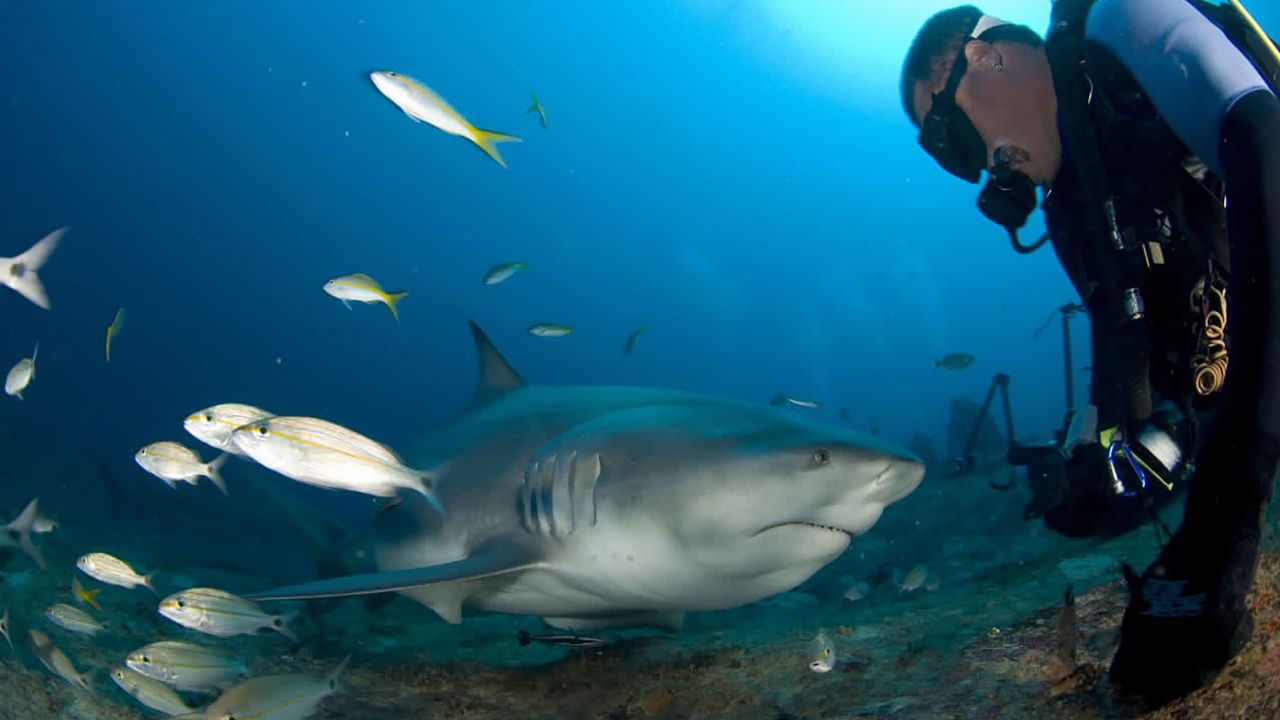 Cuba is looking to protect its sharks -- and capitalize on the high of a close encounter.