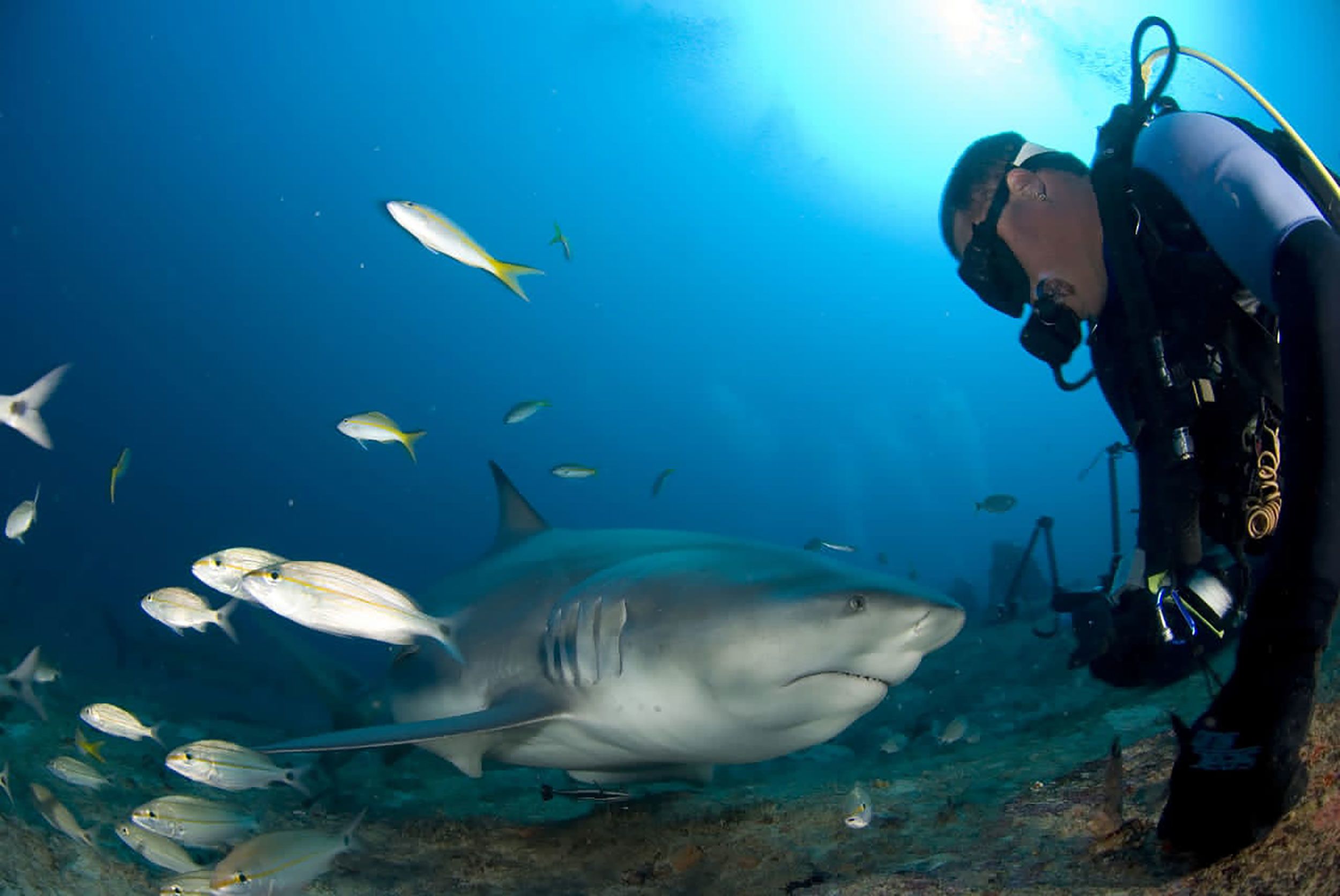 Catching bull sharks in the swimming hole on them @Nocturnal