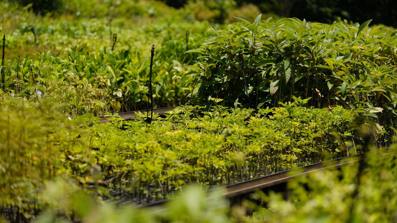 The SOS Mata Atlântica nursery, where hundreds of saplings are grown before being replanted in the wilderness.