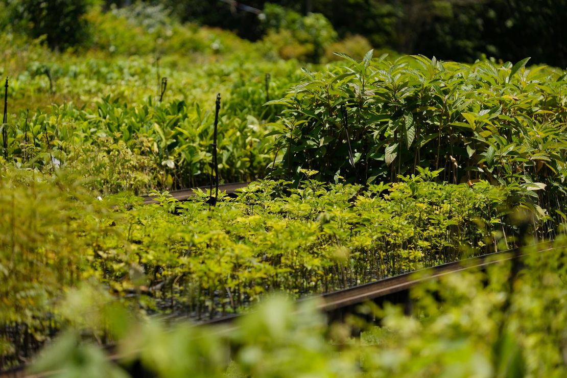 The SOS Mata Atlântica nursery, where hundreds of saplings are grown before being replanted in the wilderness.