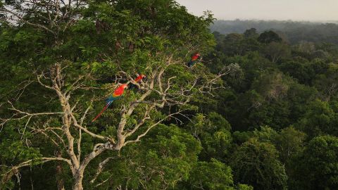 Macaws sit on a tree in the Amazon rainforest in Brazil.