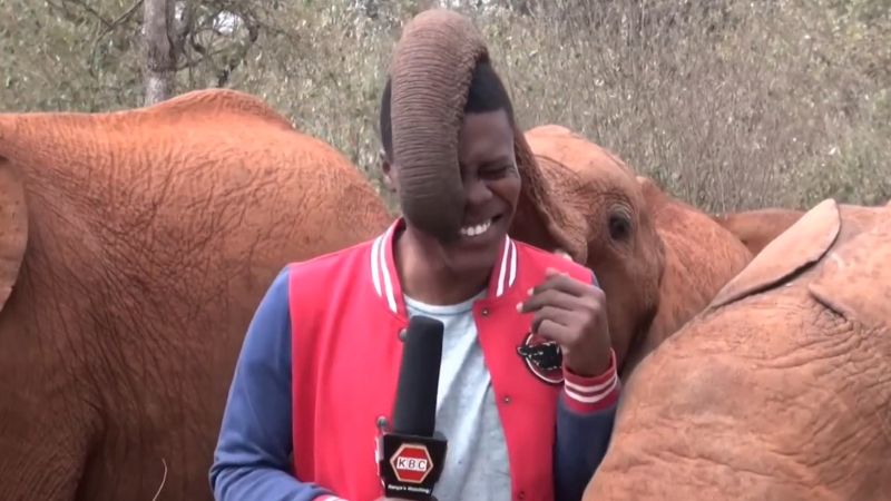 Video: Reporter reduced to giggles by baby elephant | CNN Business