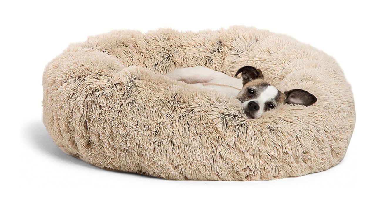 51 best gifts for dog lovers and their dogs in 2023