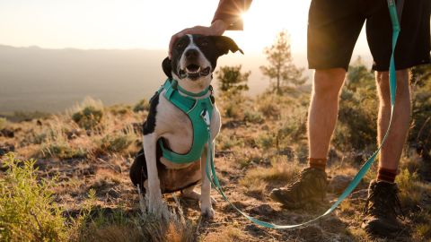 Ruffwear Front Range Dog Harness