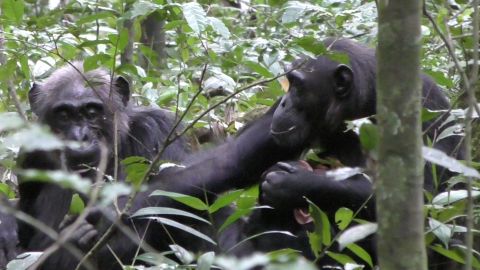Wild chimp Fiona (right) shows a leaf to her mother, Sutherland (left) in Kibale National Park in Uganda.