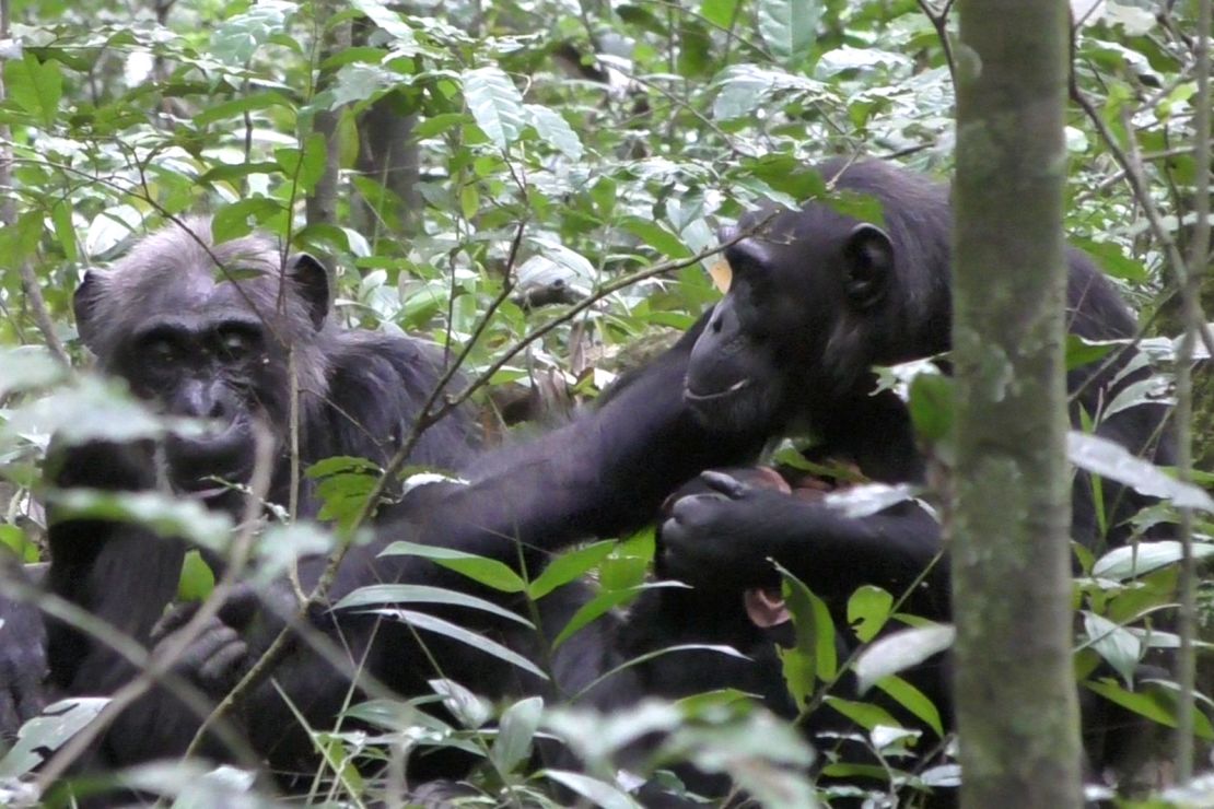 Wild chimp Fiona (right) shows a leaf to her mother, Sutherland (left) in Kibale National Park in Uganda.